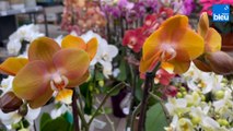 Roland Motte, jardinier : choisir votre orchidée