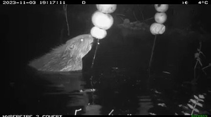Beaver kits in the Forest of Dean 'discover apples'