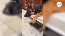 Er sucht überall nach seinem Deutschen Schäferhund: Als er sieht, wo der ist, hört er nicht auf zu lachen (Video)