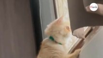 U sąsiadów wybucha kłótnia: reakcja kota jest hitem (video)