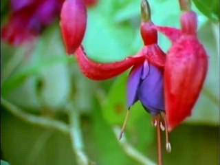 Gap-Toothed Women | movie | 1987 | Official Trailer