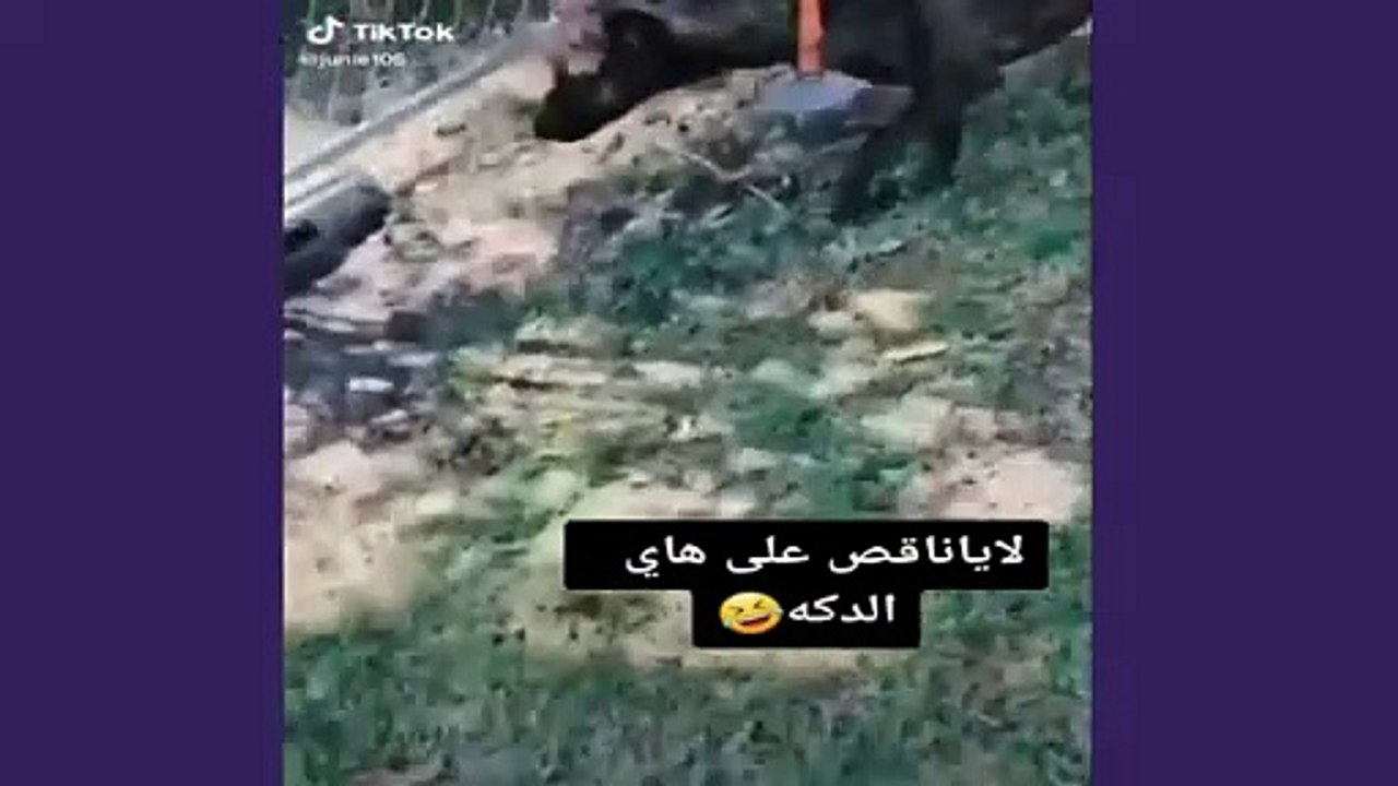 موت ضحك ---- حمار قبيح ويركل صاحبه لقطات مضحكة ضحك حتا الموت حيوانات مضحكة(360P)