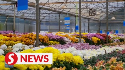 Blooming Prosperity: bask in the sweet aroma of a floral park in Yunnan