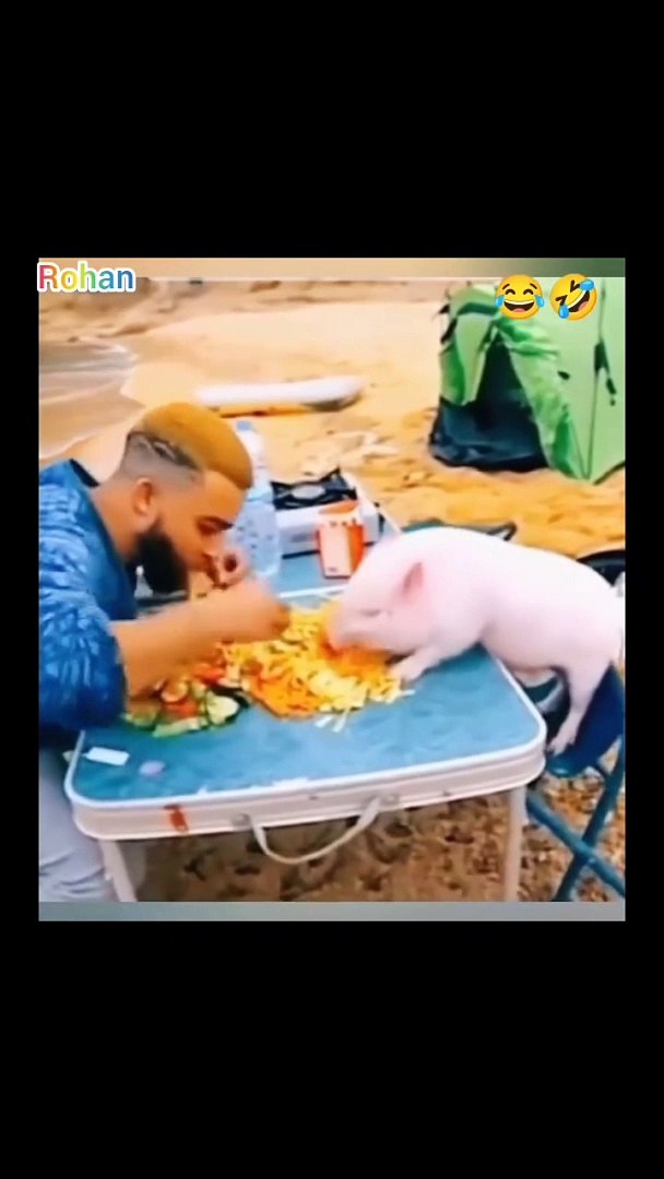 Funniest animals video  Animals Funny moments