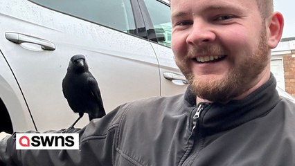 Urgent appeal to find missing 'celebrity' jackdaw