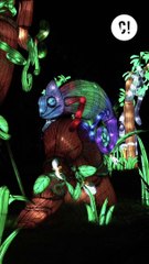 Venez découvrir la "Jungle en voie d'Illumination" !