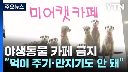 내일부터 야생동물 카페 금지..."먹이 주기·만지기도 안 돼" / YTN