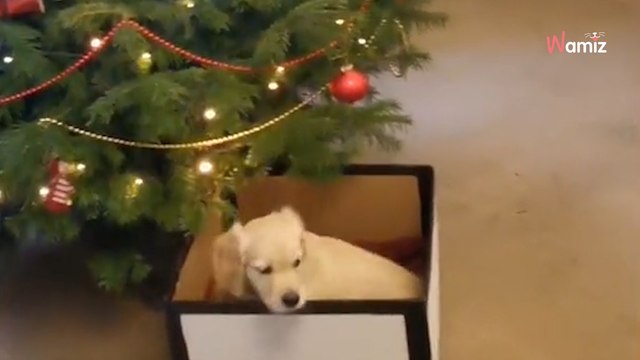 Szczeniaczek trafia do nowego domu: jego spotkanie z golden retrieverem to najsłodsze, co dziś zobaczysz