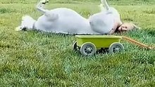 Funny animals  #animals #animales #funnyanimals #animalesdivertidos #pets #funnyvideos #videosgraciosos #funnycompilation #dogs #perros #cats #gatos