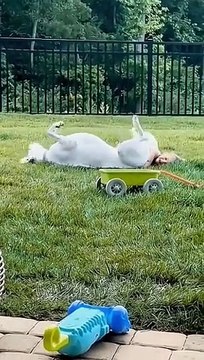 Funny animals #animals #animales #funnyanimals #animalesdivertidos #pets #funnyvideos #videosgraciosos #funnycompilation #dogs #perros #cats #gatos