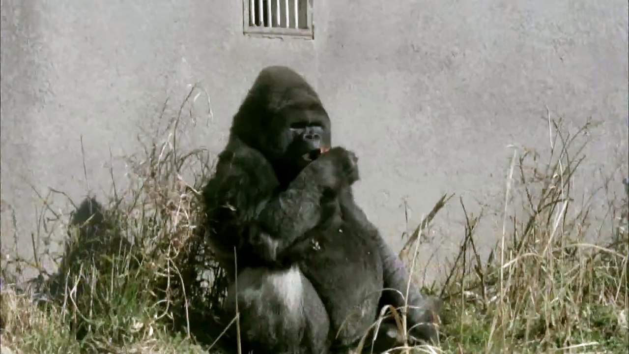 L'Emmerdeur | show | 2008 | Official Teaser