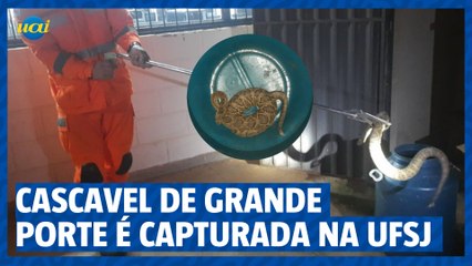 Cascavel de grande porte é capturada em campus da UFJD