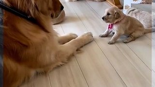 Furry Fun Cute Puppy Moments Compilation | Tiny Cuteness