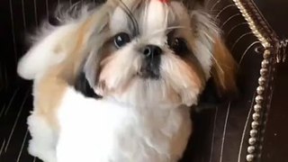 Fluff and Stuff Quick Clips of Irresistible Puppies | Tiny Cuteness