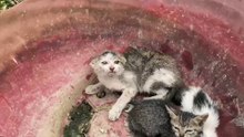 Rescue Mission I suddenly found a nest of  kittens in the field it is very aggressive, and I adopted them