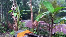 Heavy rain with thunder in traditional Indonesian village__sleep well in 5 minutes