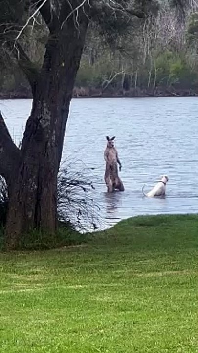 Dog Barks At Lakeside Kangaroo