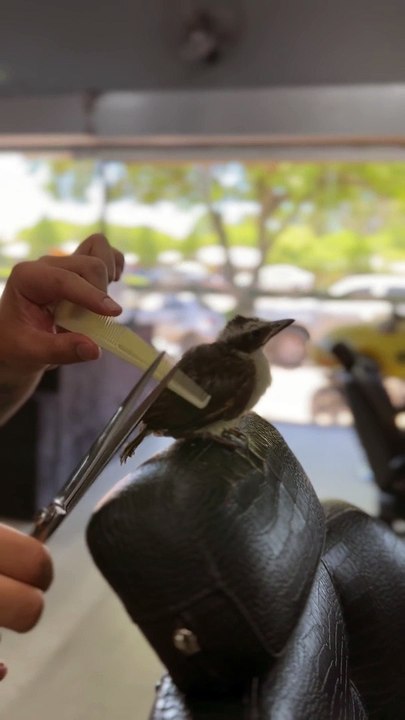 Handsome Birdy Gets A Haircut