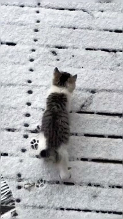 #cat