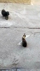 "Purr-fectly Hilarious: The Kitty Comedy Show!"