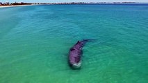 Muere un cachalote tras entrar a aguas poco profundas de Australia