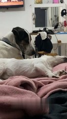 Dog Has Bad Dreams