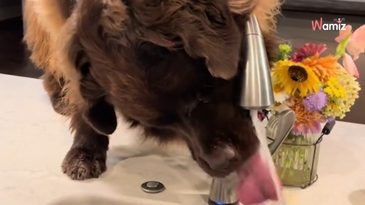 Mostra l'abitudine mattutina del suo Terranova in cucina: il video è appassionante! (Video)