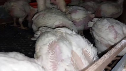دراسة جدوى مشروع تربية الدواجن . دراسة ١٥٠ فرخة بيضة