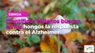 Científicos chilenos buscan en los hongos la respuesta contra el Alzheimer