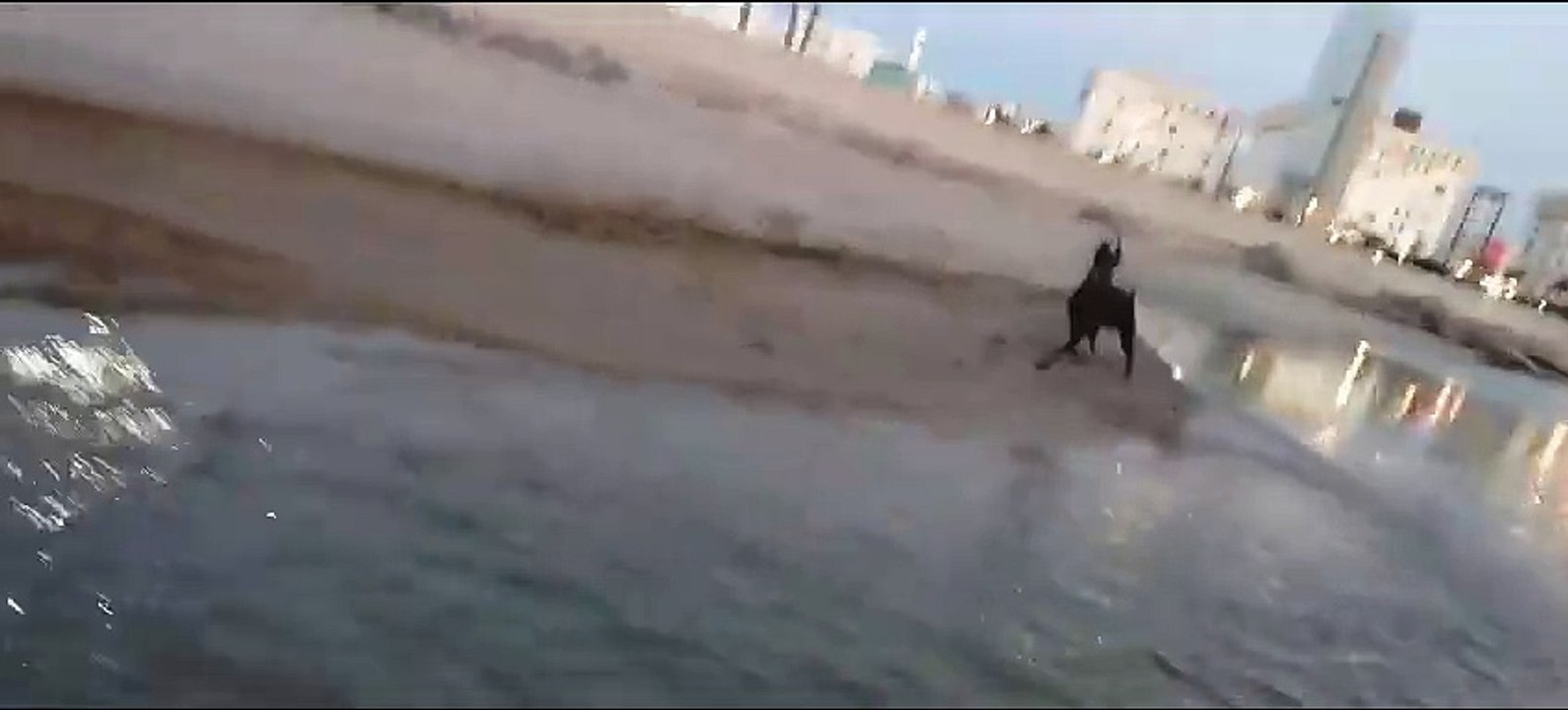 شاهد كلاب الدوبيرمان تسبح في البحر.