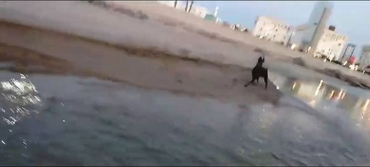 شاهد كلاب الدوبيرمان تسبح في البحر.