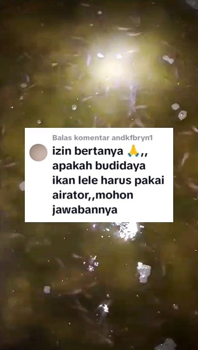 Apakah budidaya ikan lele harus pakai AERASI/AERATOR❓