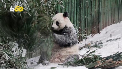 Pandas frolic in fresh snow as cold snap hits Beijing