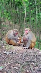 Baby monkey are protected by mother monkeys