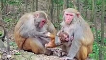 Baby monkey are protected by mother monkeys