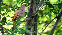 Singing nightingale. The best bird song