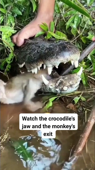 The monkey is relieved and the crocodile is confused