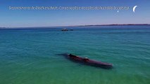 Cachalote morre após entrar em águas rasas da Austrália