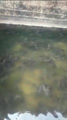 Pergantian air kolam bagi saya itu wajib❗Kita sendiri perlu ganti baju