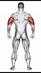 Exercises for Massive Triceps #tricepsworkout #massivearms #fitnessgoals #armday #shorts #shortvideo