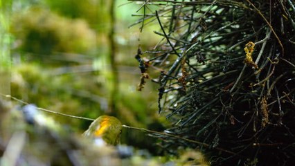 The artists birds: Macgregor and flame