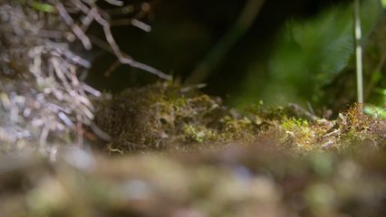 Macgregor and flame are competing to build the msot attrative nest