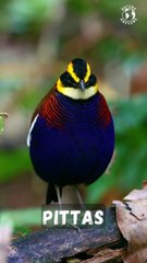 Amazing Small Birds - Enchanting Pittas- Nature's Marvels of Beauty and Tranquility
