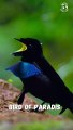 Magnificent Birds - Birds of Paradise Unveiled- Vogelkop Lophorina Beauty - Wonderful Nature