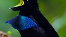 Magnificent Birds - Birds of Paradise Unveiled- Vogelkop Lophorina Beauty - Wonderful Nature