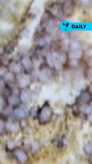 T’avais déjà vu ces petites bêtes qui vivent sur ton fromage ? 