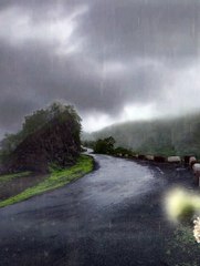 Rain sounds for sleeping _ Rain sound in a forest _ Thunderstorm sounds