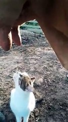 Cat Thirsts For Fresh Cow Milk __ ViralHog