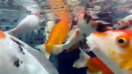 سمكة الكوي من أشهر أسماك الزينة