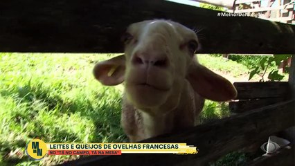 Veja a fazenda que produz queijos como Pecorino e Boursin no "Tá no campo, tá na mesa"